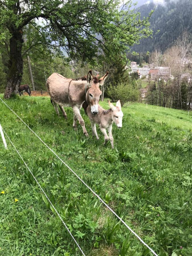Casa Soraya Lejlighed Falcade Eksteriør billede